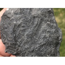 Senftenbergia plumosa